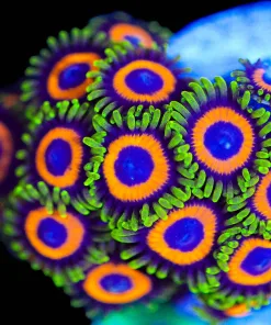 Wysiwyg Dragon Loop Zoa Frag [F62]