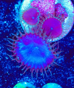 Wysiwyg Zoanthid Frag [F62]