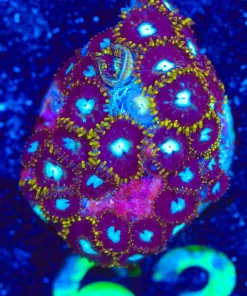 Wysiwyg Zoanthid Frag [F63]