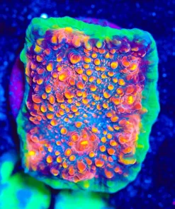 Wysiwyg Diablo Chalice Frag [F64] *Free Shipping ! Minimum $249 livestock spend*