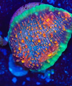 Wysiwyg Diablo Chalice Coral Frag [F64] *Free Shipping ! Minimum $249 livestock spend*