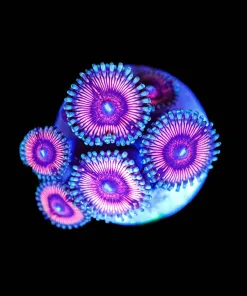 Wysiwyg Bubbleum Zoa Frag [F65]