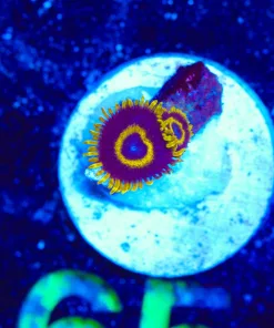 Wysiwyg Zoanthid Frag [F65]