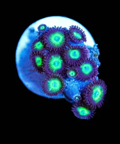 Wysiwyg Tiny Zoa Frag [F66]