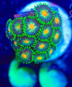 Wysiwyg Ninja Turtle Zoa Frag [F66]
