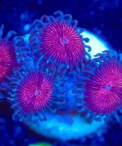 Wysiwyg Zoanthid Frag [F67]