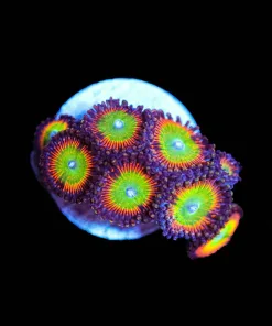 Wysiwyg Bowser Zoa Frag [F68]