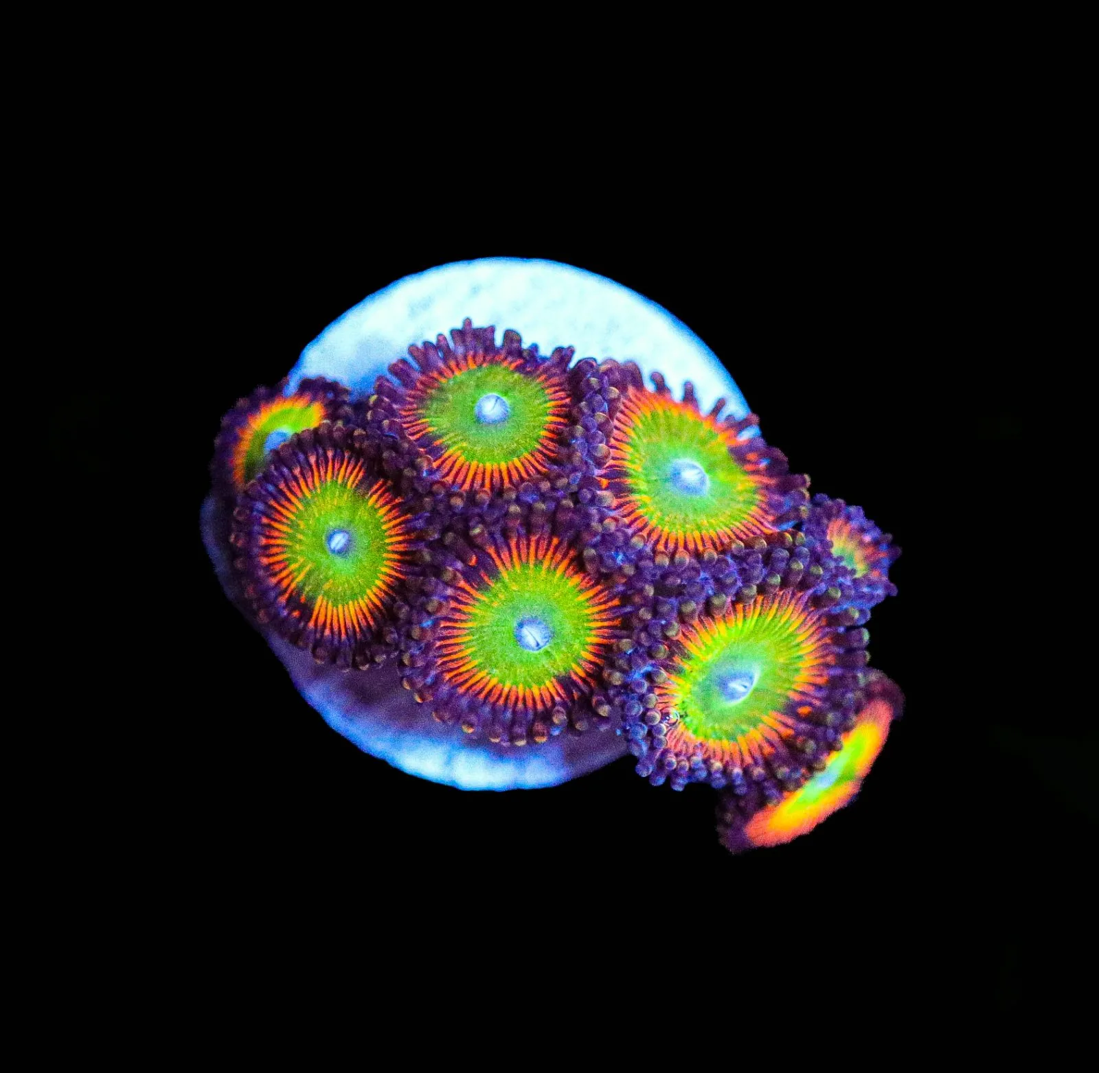 F68