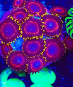 Wysiwyg Zoanthid Frag [F68]