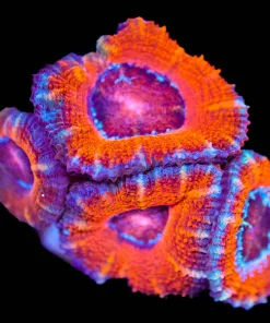Wysiwyg Orange Acan Frag [F7]