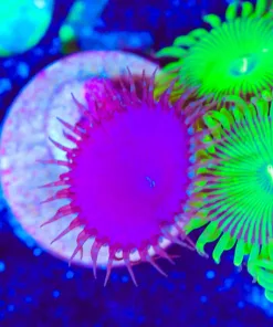 Wysiwyg Zoanthid Frag [F70]