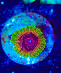 Wysiwyg Hallucination Zoa Frag | RARE [F71]