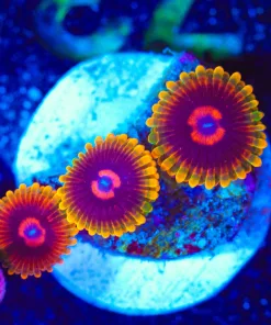 Wysiwyg Jedi Mind Trick Zoanthids [F73]