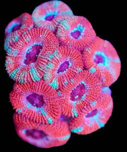 Wysiwyg Lava Micromussa Frag [F74]