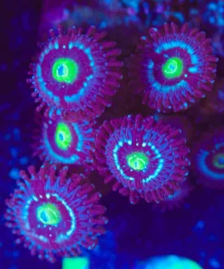 Wysiwyg Blue Lagoon Zoas | Many Heads [F74]