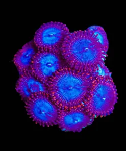 Wysiwyg Colossus Zoa Frag [F75]