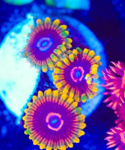 Wysiwyg Jedi Mind Trick Zoanthids [F76]