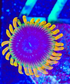 Wysiwyg Acid Refulx Zoa [F77]