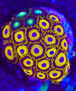 Wysiwyg La Lakers Zoa Frag | Lots of Heads! [F77]
