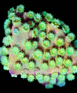 Wysiwyg Honeypot Cyphastrea [F78]