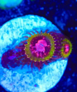 Wysiwyg Pink Diamond Zoanthid [F78]