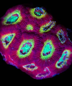 Wysiwyg Micromussa Frag [F79]