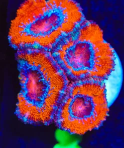 Wysiwyg Large AcanFrag [F8]