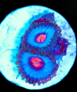 Wysiwyg Miami Vice x 2 [F80]