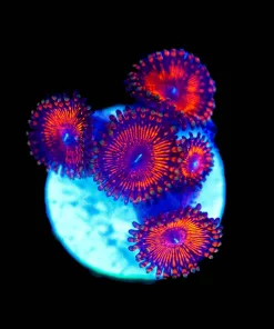 Wysiwyg Red River Zoanthid Frag [F81]