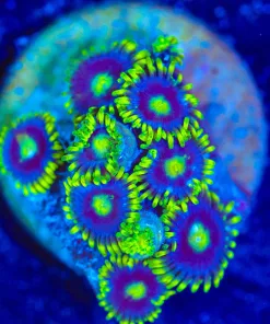 Wysiwyg Eye Of Ra Zoa [F81]
