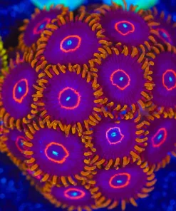 Wysiwyg Red Hornet Zoa| Many HEads [F82]