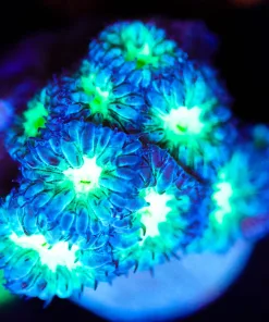 Wysiwyg Blastomussa Merletti Frag [F83]