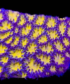 Wysiwyg Honeycomb Lepastrea Frag [F84]