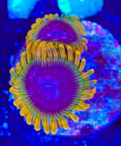 Wysiwyg Acid Reflux x 2 [F84]