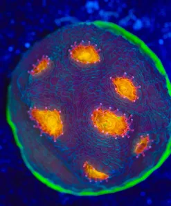 Wysiwyg My Miami Chalice Frag [F85]