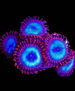 Wysiwyg Web Slinger Zoanthid Frag [F86]