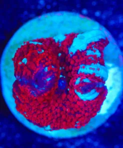 Wysiwyg Red RIding Hood Small Mushroom [F86]