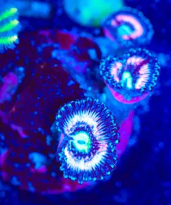 Wysiwyg Pink Zoa Frag [F87]