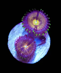 Wysiwyg 2 x Nirvana Zoanthids | Super Fast Growing [F88]