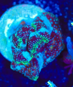 Wysiwyg Unique Mushroom Frag [F89]