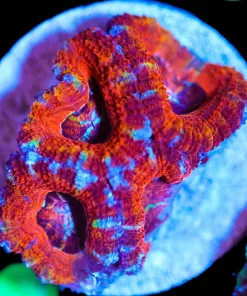 Wysiwyg Orange Acan Frag [F9]