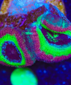 Wysiwyg Acan Frag [F9]