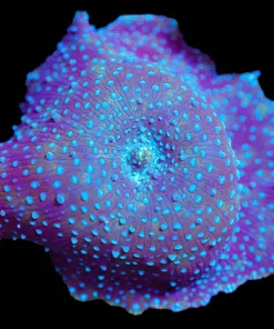 Wysiwyg Blue Intersterllar Mushroom | Discosoma | XL Size Frag [F90] *Free Shipping ! Minimum $249 livestock spend*