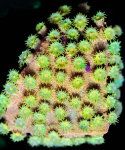 Wysiwyg Honeypot Cyphastrea Frag [F91]