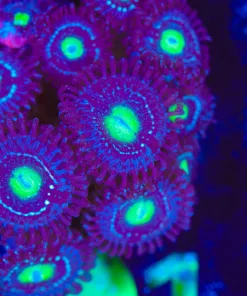 Wysiwyg Blue Lagoon Zoa | Many Heads [F91]