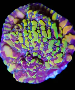 Wysiwyg Cloudberry Chalice Frag [F92]