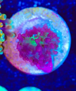 Wysiwyg MICRO sized mushroom frag [F92]