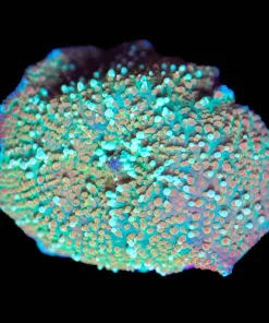Wysiwyg Birthday Cake Mushroom Frag [F94] *Free Shipping ! Minimum $249 livestock spend*