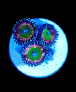 Wysiwyg Pinacolada Zoa Frag [F95]