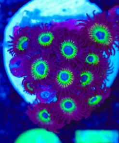 Wysiwyg UFO Zoa Frag [F95]